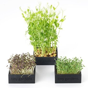 xoco15-2-aspect-ratio-365-365